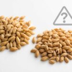 押し麦はグルテンフリーだとダメ？食べられない理由と注意点をわかりやすく解説