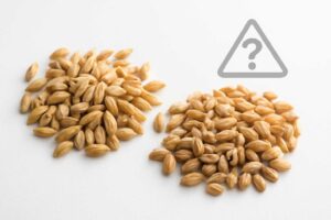 押し麦はグルテンフリーだとダメ？食べられない理由と注意点をわかりやすく解説